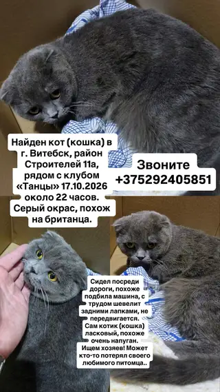 Найдена кошка в Витебске — Наден кот (кошка)