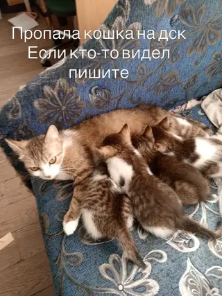 Пропавшая кошка в Витебске Пропала кошка в Витебске — фото объявления