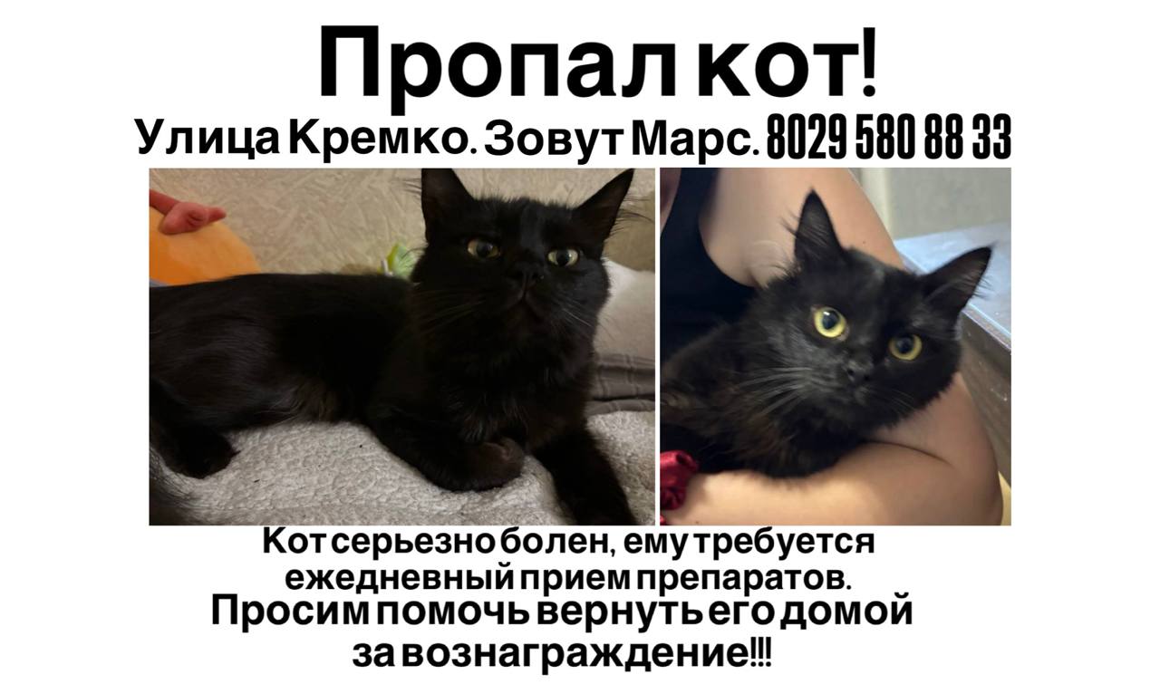 ПРОПАЛА КОШКА — Гродно