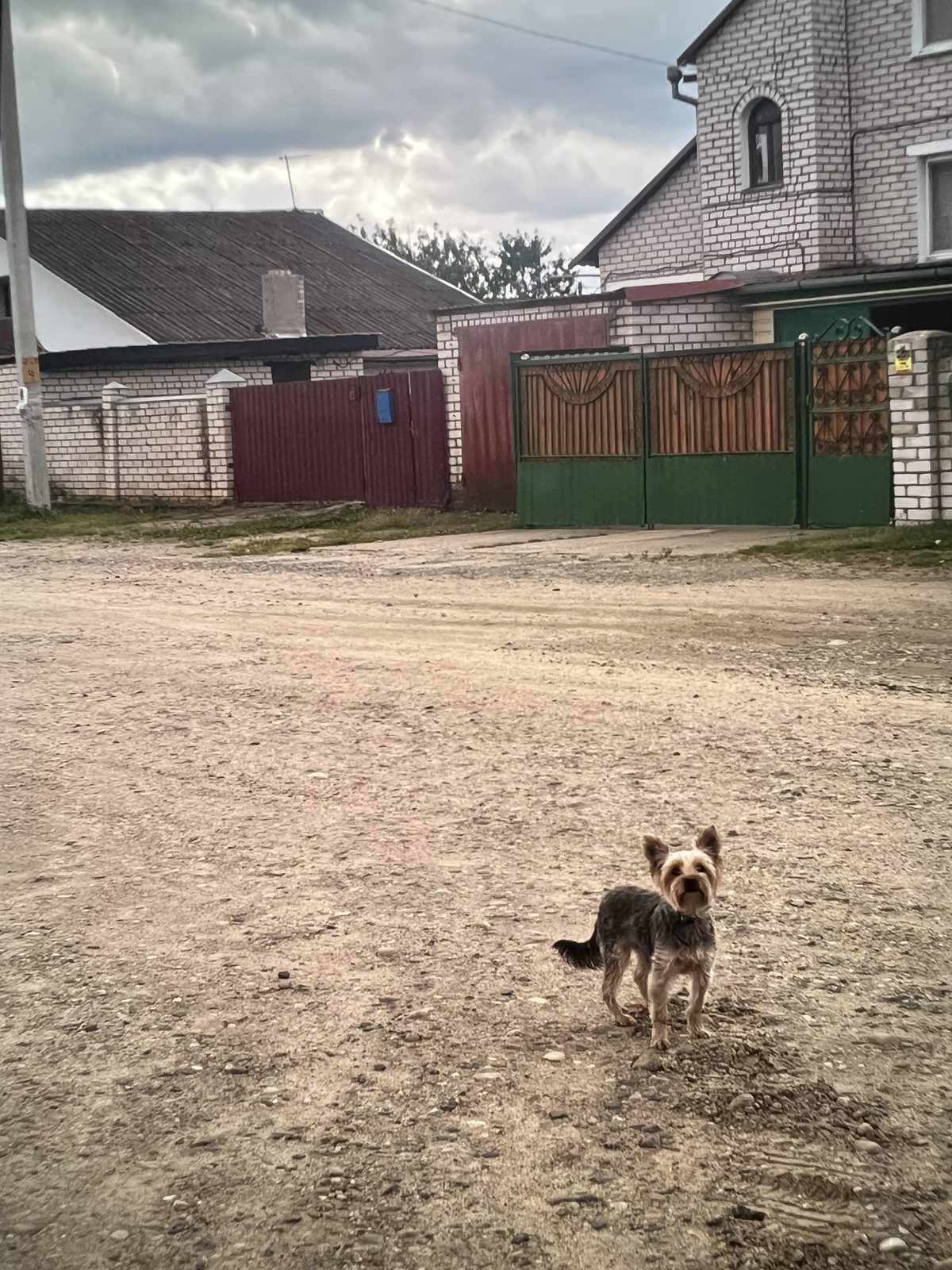 НАЙДЕНА СОБАКА — Борисов