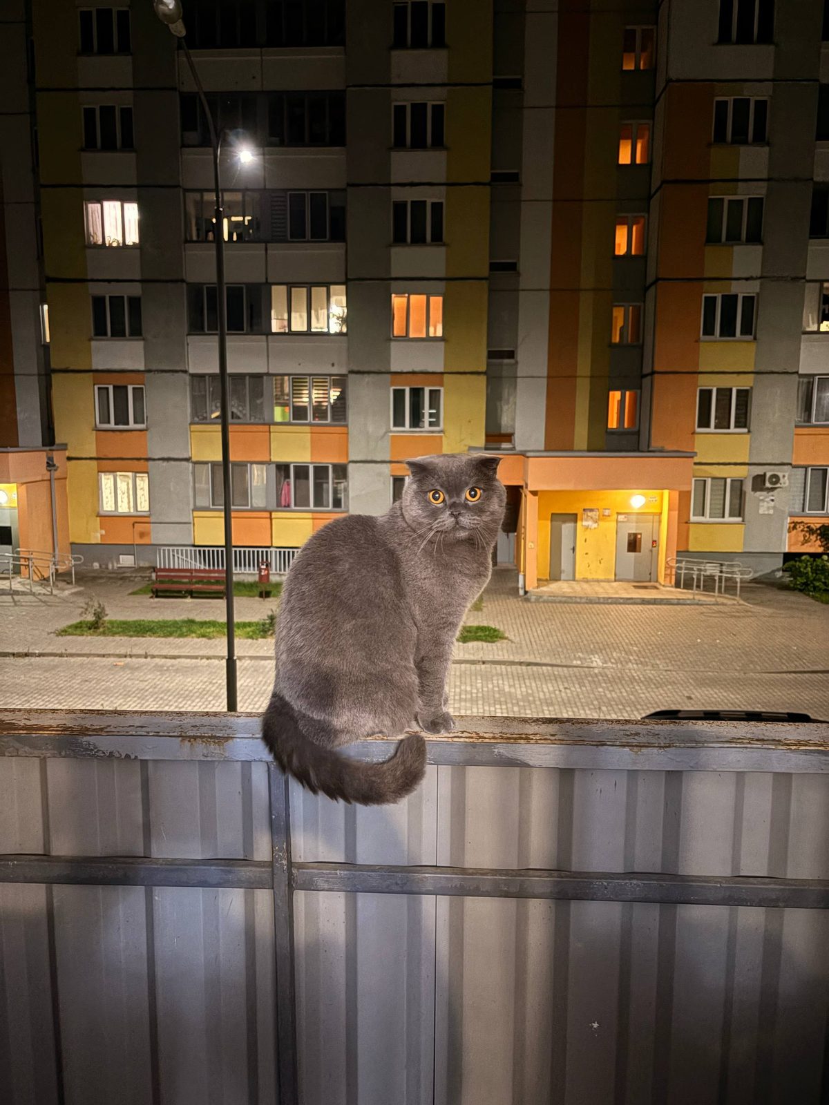 Пропала кошка в Могилёве — Породистый