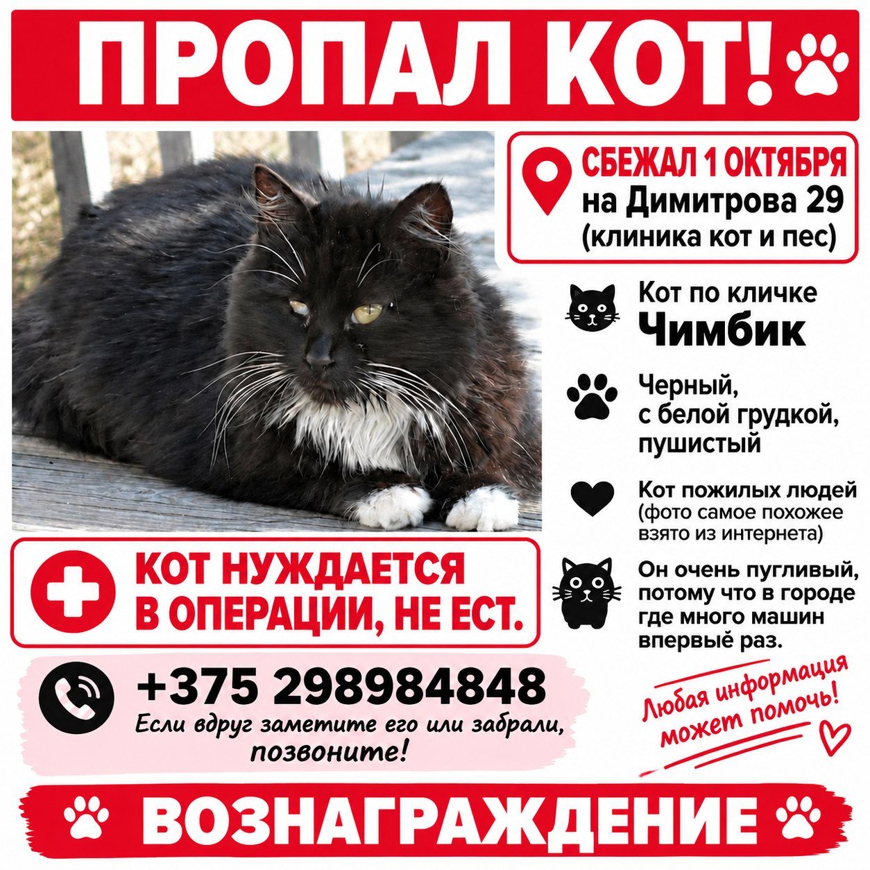 Пропавшая кошка в Витебске Пропала кошка в Витебске — фото объявления