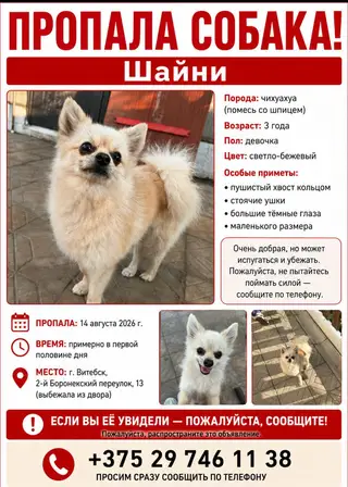 Пропала собака в Витебске — фото объявления