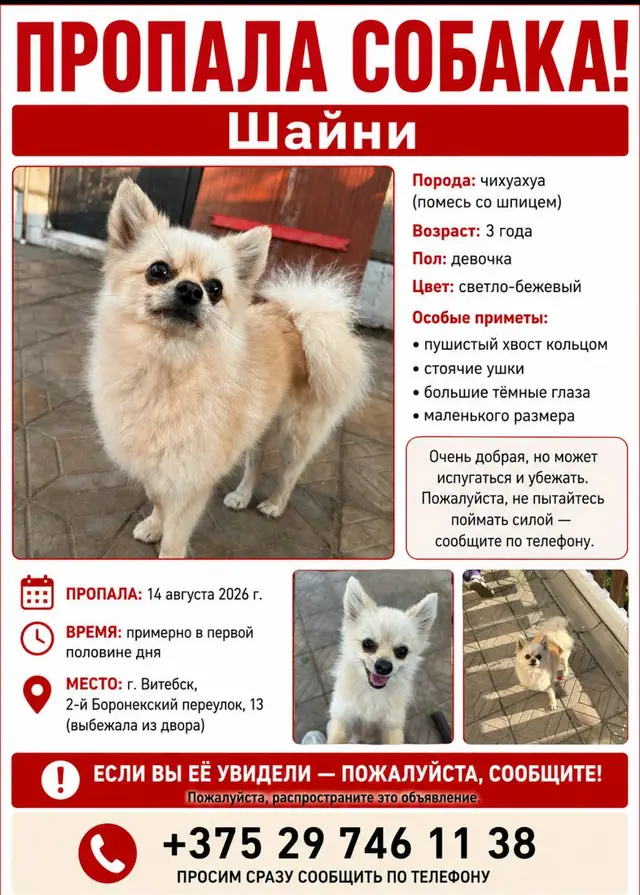 Найдена собака в Витебске — фото объявления