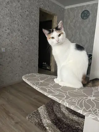 Пропала кошка в Гродно — фото объявления