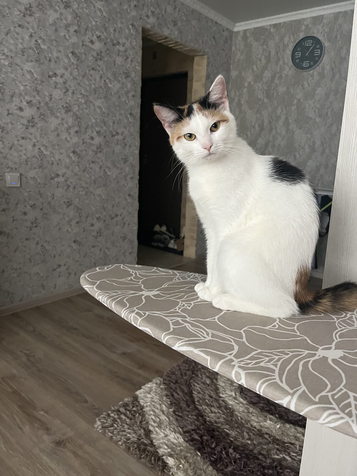 ПРОПАЛА КОШКА — Гродно