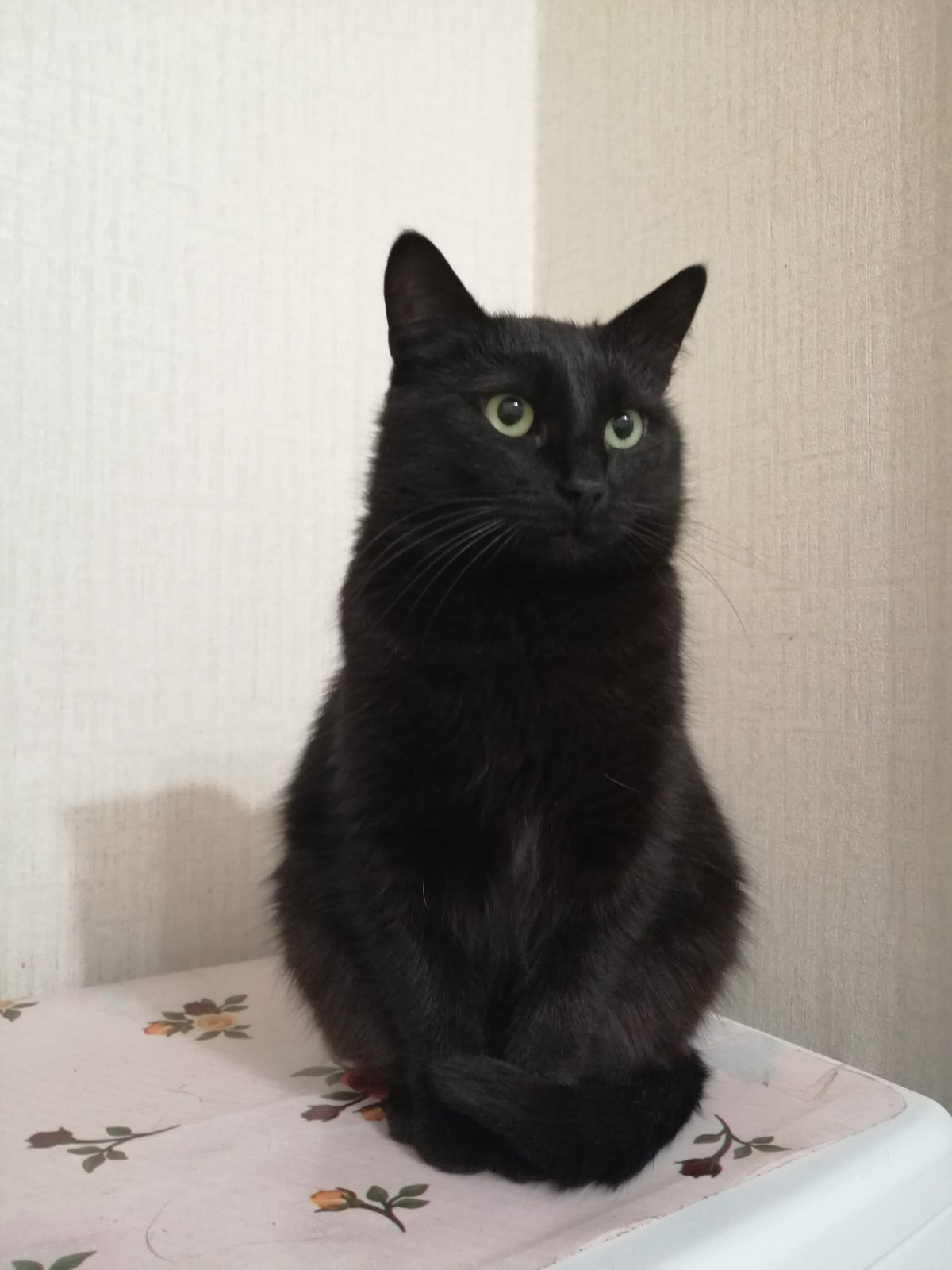 ПРОПАЛА КОШКА — Витебск