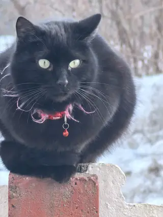 Пропала кошка в Минске — фото объявления
