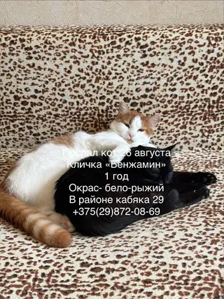 Пропала кошка в Гродно — фото объявления