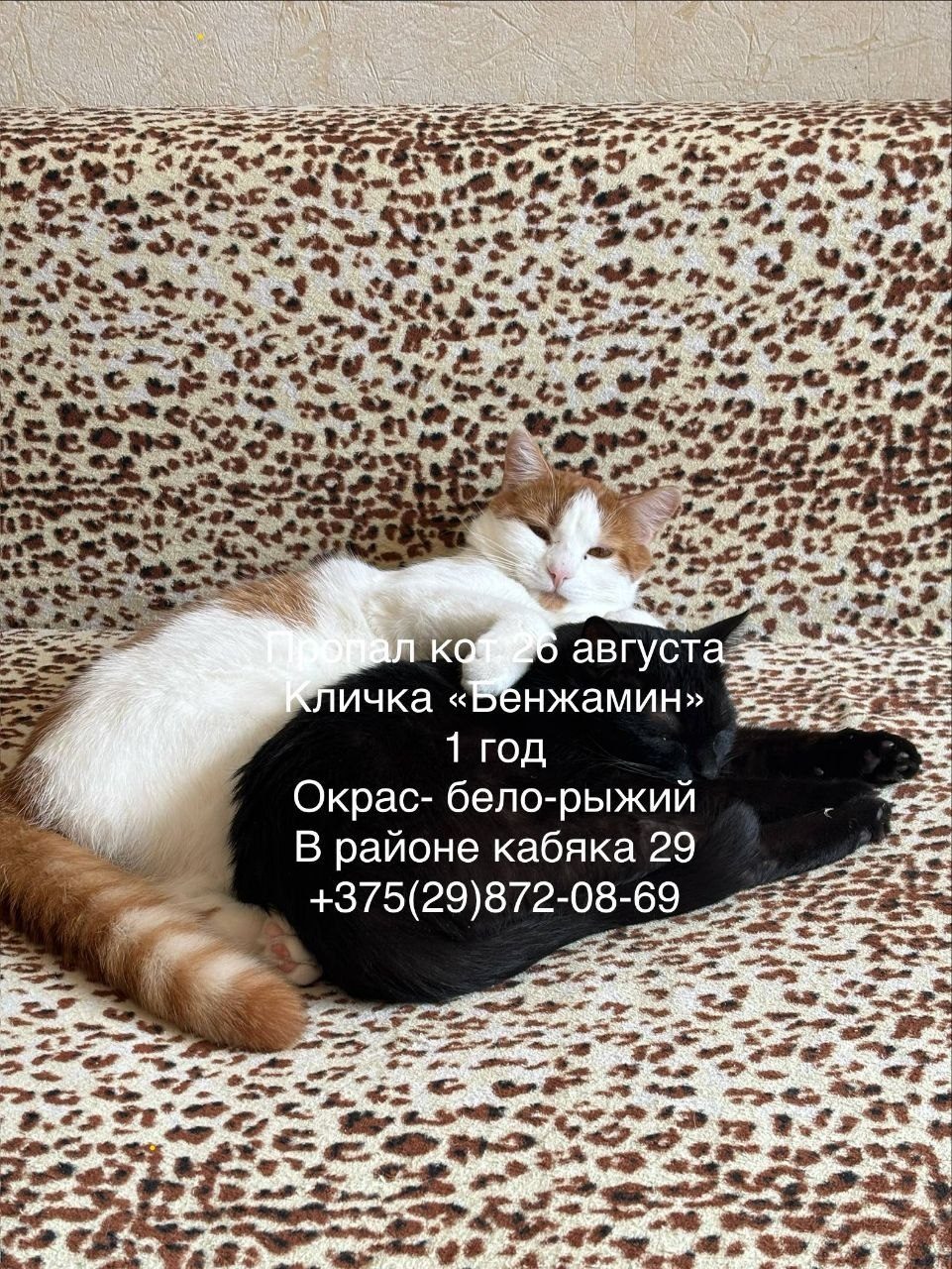 ПРОПАЛА КОШКА — Гродно