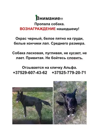 Пропала собака в Березине — Добрый день . Опубликуйте, пожалуйста. Пропала собака в районе деревни Мурово, Снуя, Уша…
