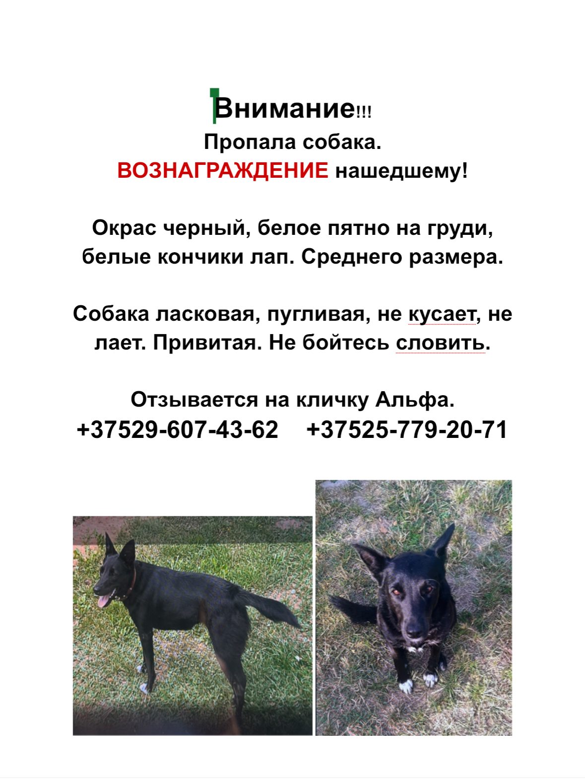 ПРОПАЛА СОБАКА — Березино
