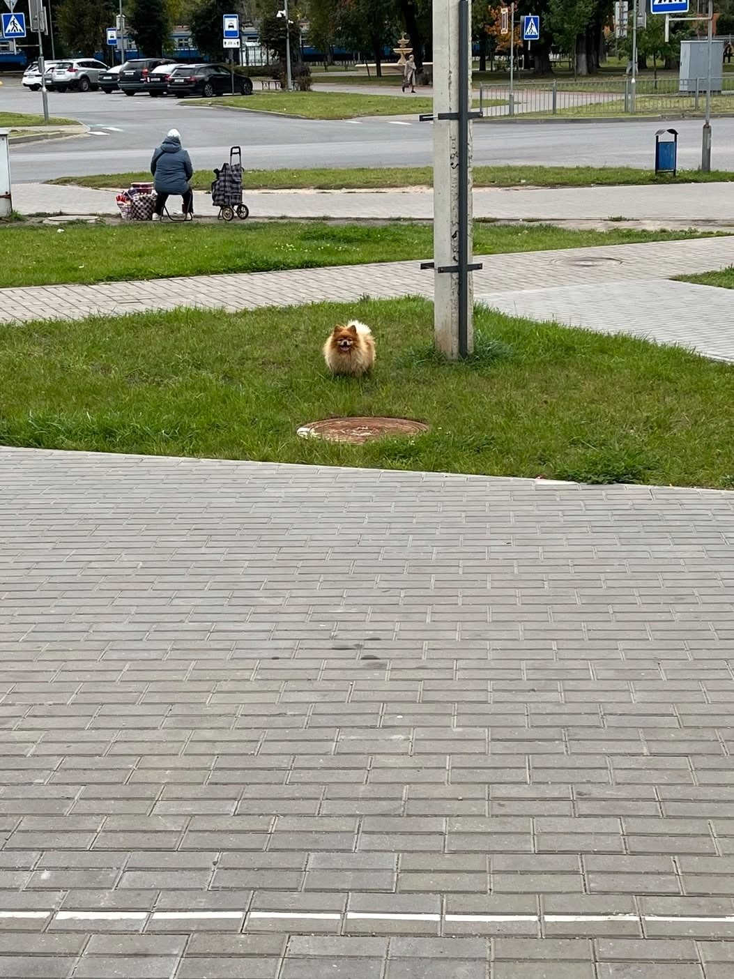Пропала собака в Барановичах — фото объявления