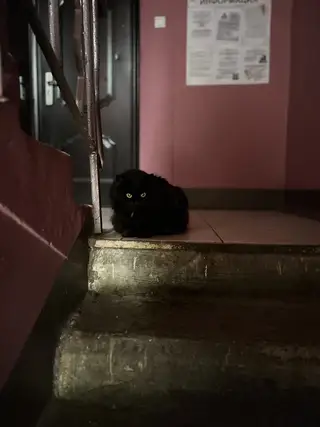 Найдена кошка в Минске — фото объявления