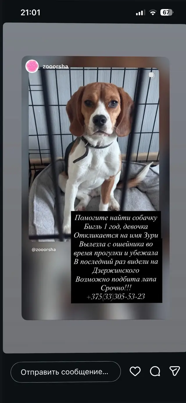Пропала собака в Орше — фото объявления