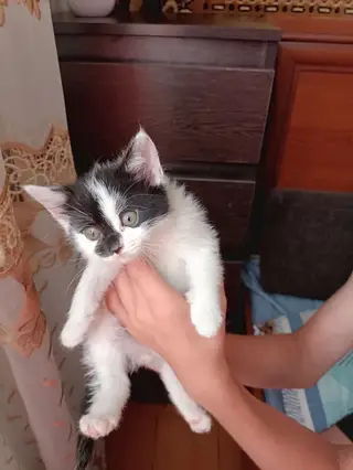 Найдена кошка в Бобруйске — Отдам в добрые руки!