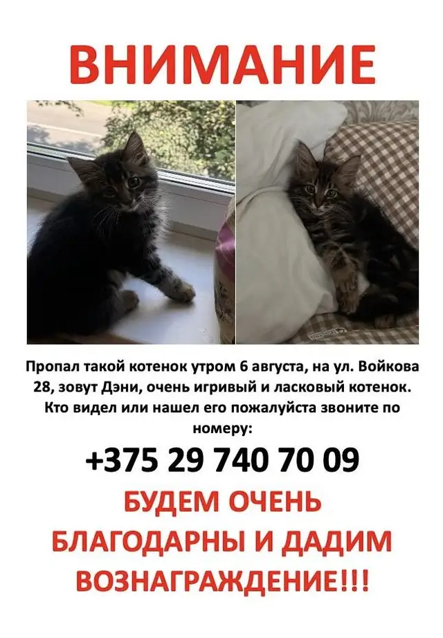 Пропала кошка в Барановичах — военный городок пропал котенок