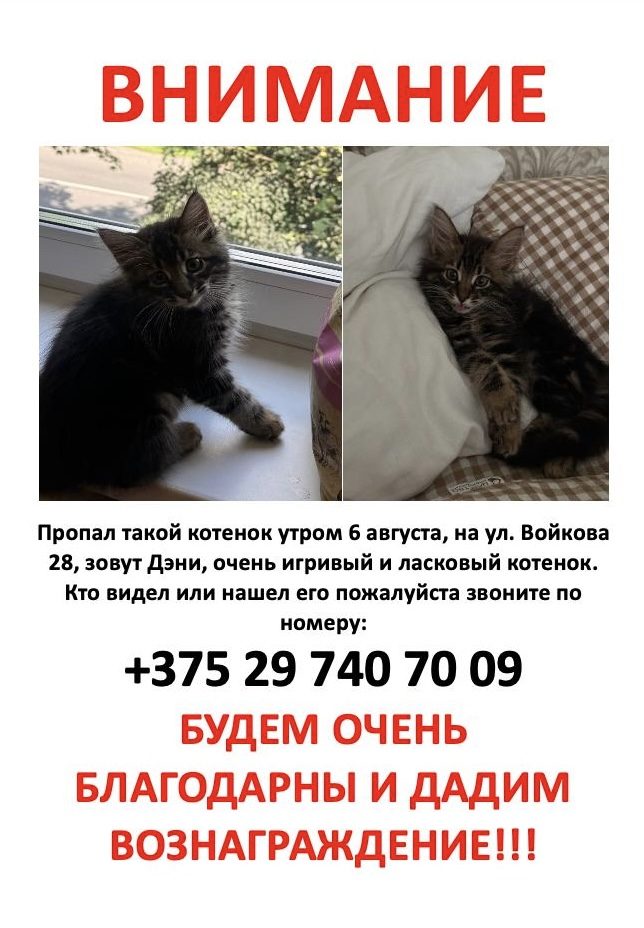 Пропала кошка в Барановичах — военный городок пропал котенок