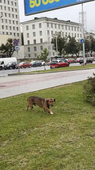 Найдена собака в Минске — фото объявления
