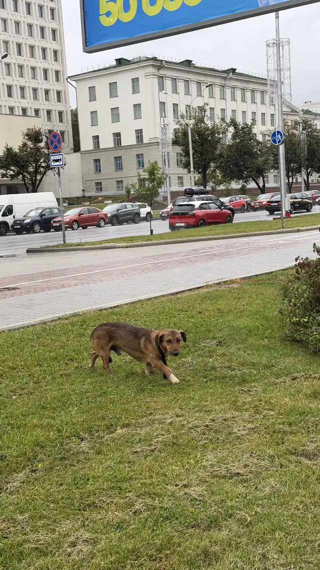 Найденная собака в Минске Найдена собака в Минске — фото объявления