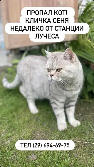 Пропала кошка в Витебске — фото объявления