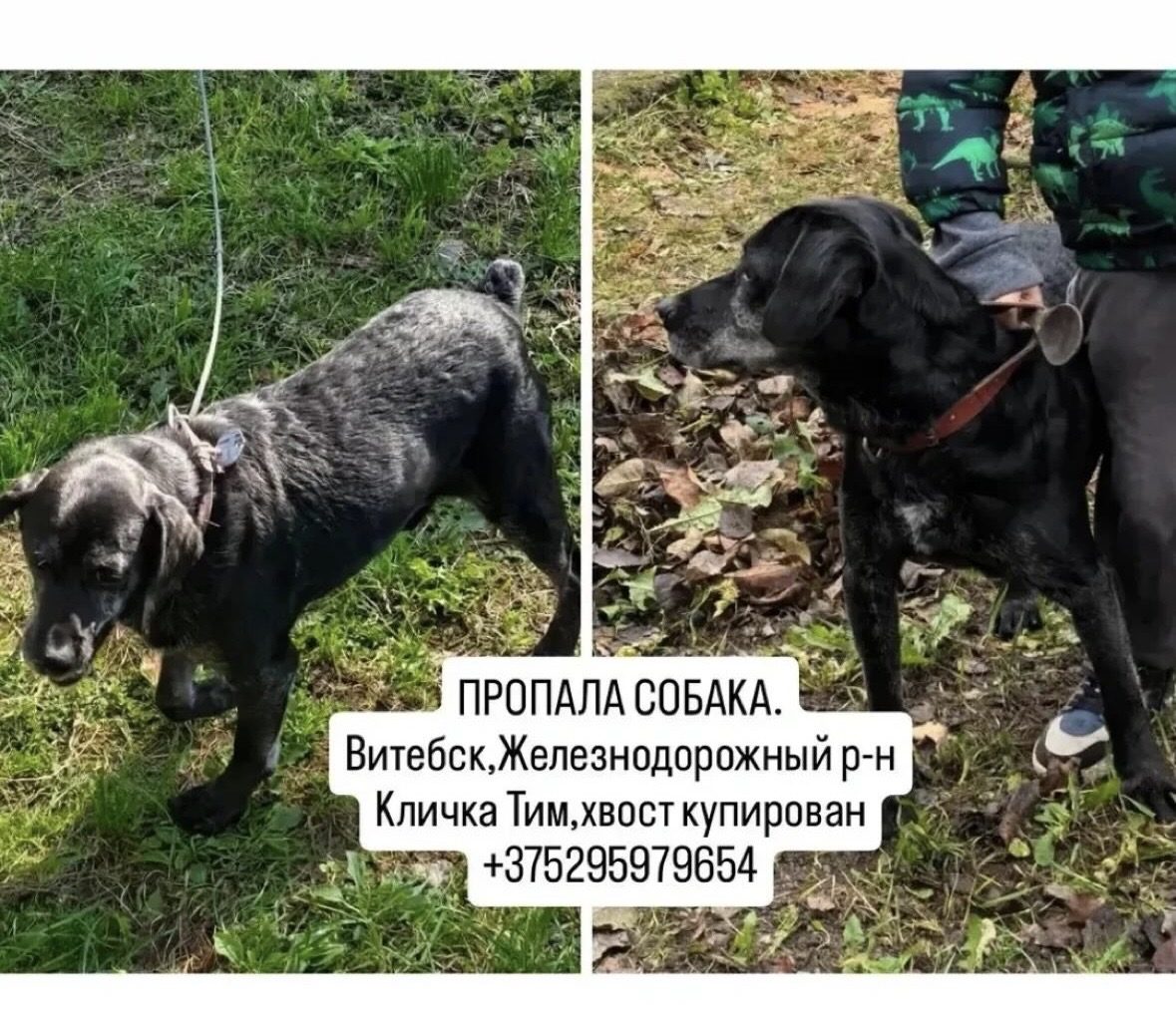 Пропавшая собака в Витебске Пропала собака в Витебске — фото объявления