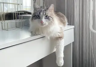 Пропала кошка в Гродно — фото объявления