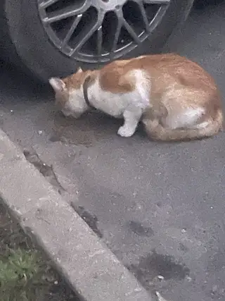 Найдена кошка в Минске — фото объявления