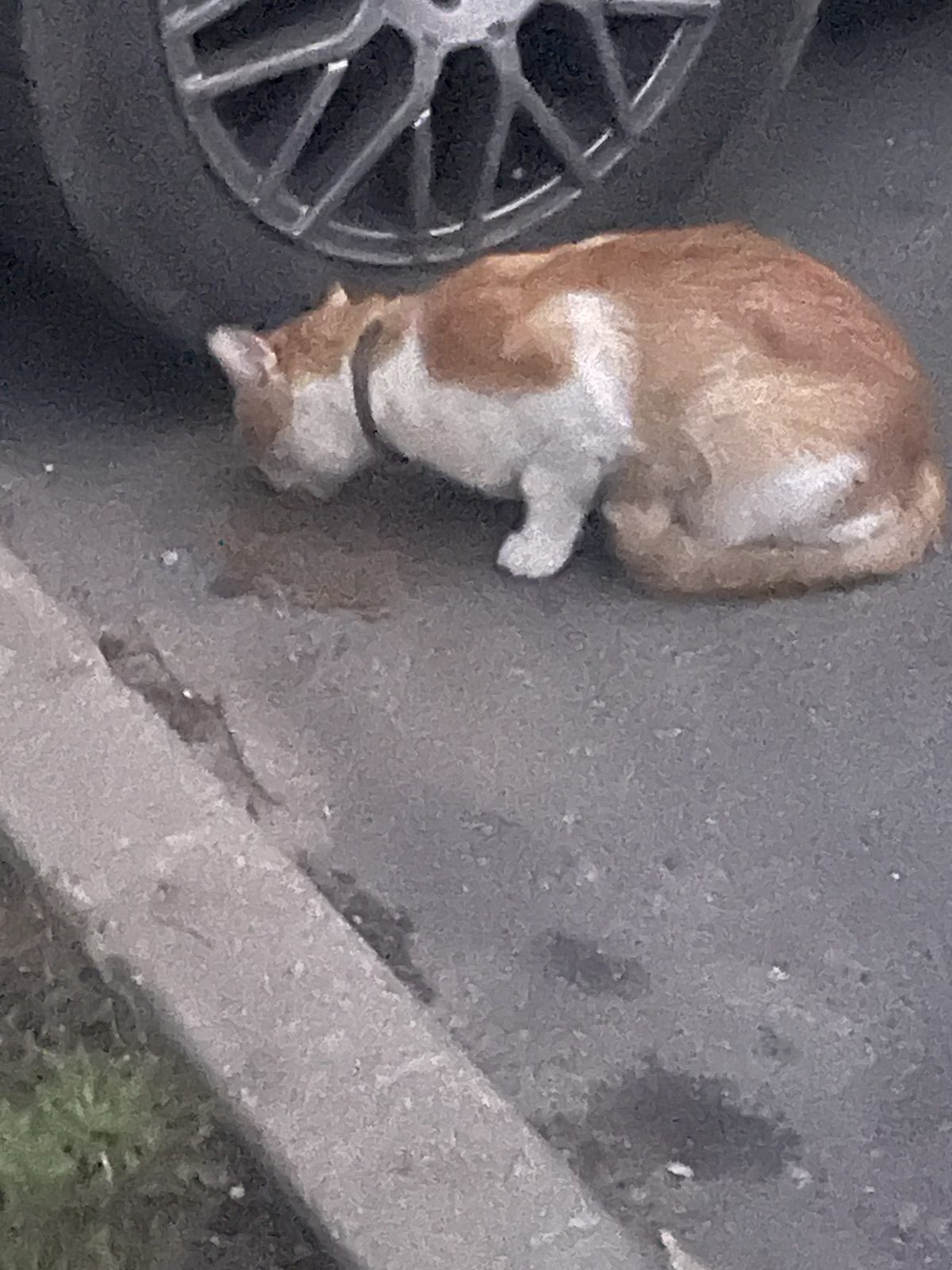 НАЙДЕНА КОШКА — Минск
