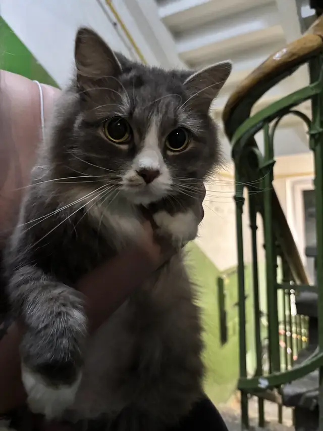 Найдена кошка в Гомеле — фото объявления