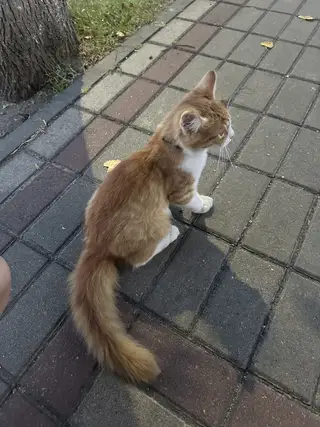Найдена кошка в Гомеле — Рыжий котенок