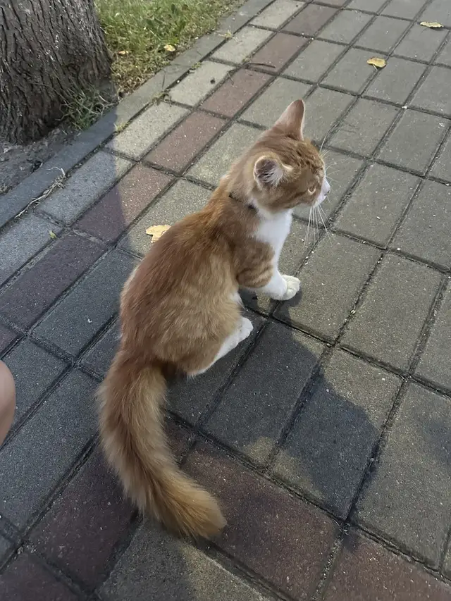 Найдена кошка в Гомеле — Рыжий котенок