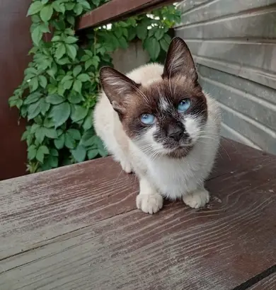 Найдена кошка