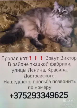 Пропала кошка в Речице — фото объявления