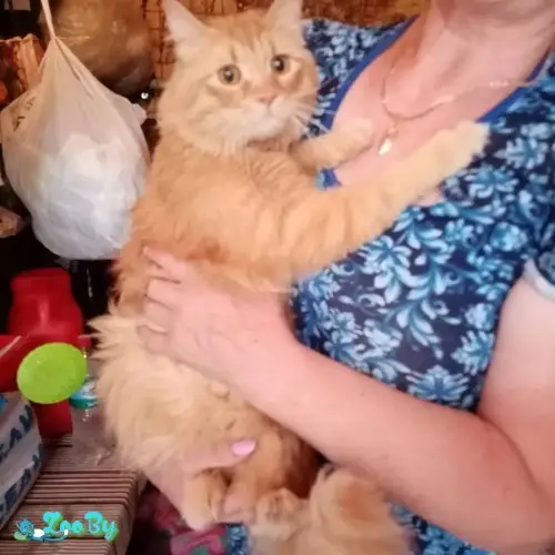 Пропала кошка в Минске — фото объявления
