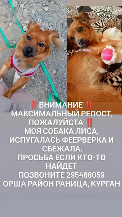 Пропала собака в Орше — г. Орша потерялась собака рыженькая, девочка, кличка Лиса