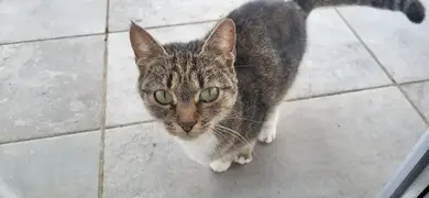 Пропала кошка в Минске — Котенок (девочка) с оранжевым ошейником