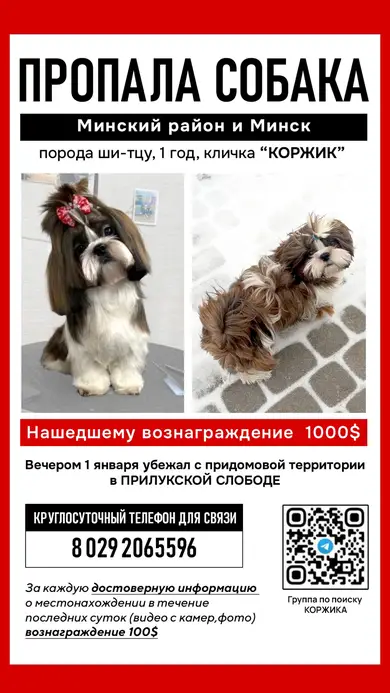 Пропала собака в Минске — фото объявления