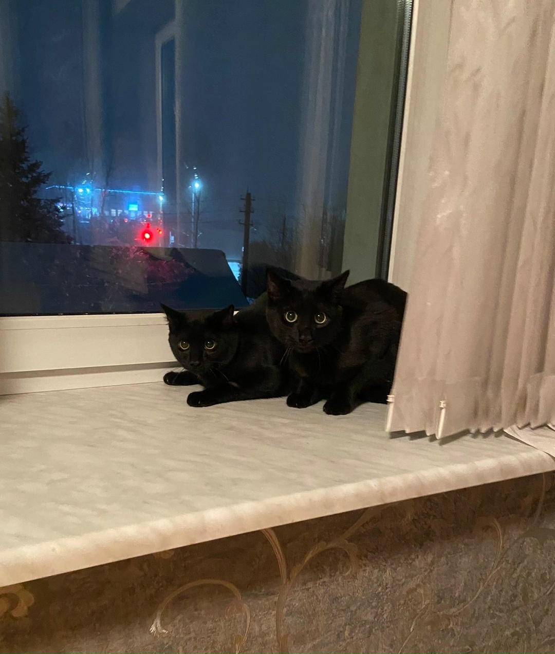 Пропавшая кошка в Витебске Пропала кошка в Витебске — фото объявления
