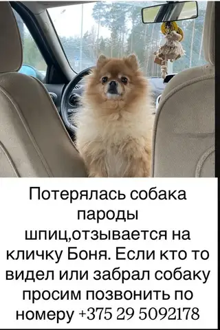 Найдена собака в Витебске — фото объявления