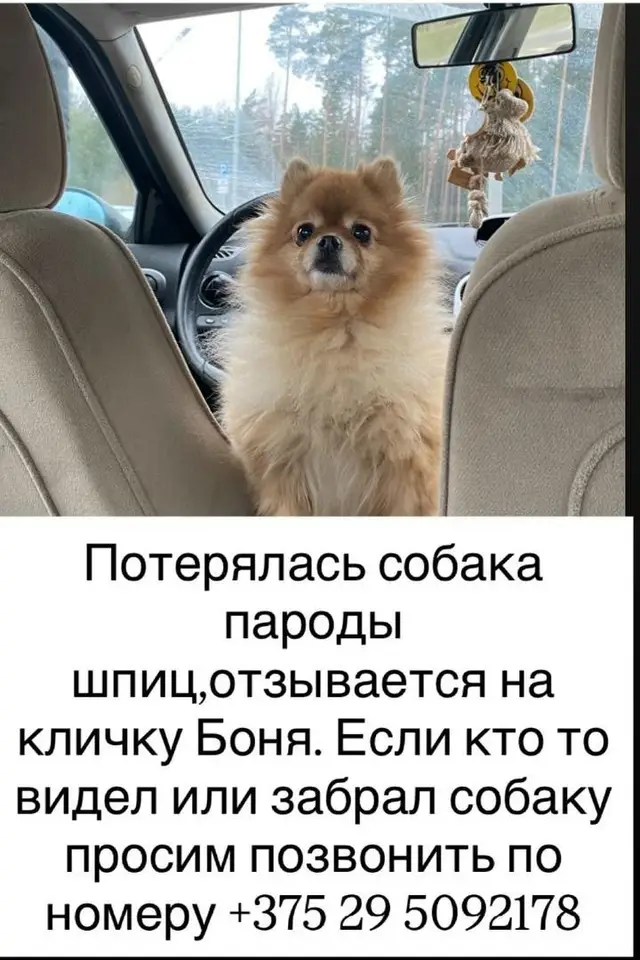 Найдена собака в Витебске — фото объявления