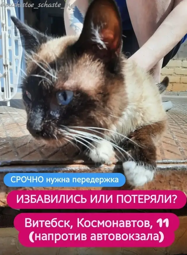 Пропавшая кошка в Витебске: Максимальный репост! Пропала кошка в Витебске — Максимальный репост!
