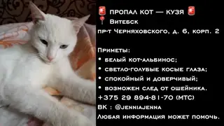 Пропала собака в Витебске — фото объявления