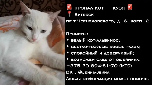 Пропавшая собака в Витебске Пропала собака в Витебске — фото объявления