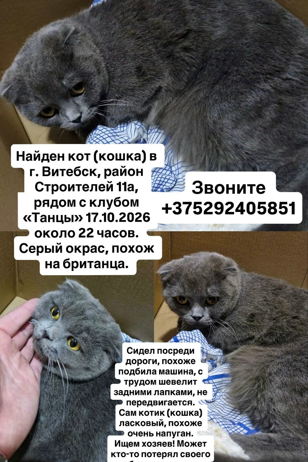 ПРОПАЛА КОШКА — Витебск