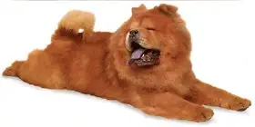 Найденная собака в Пинске: Чау-чау Chow-chow Найдена собака в Пинске — Чау-чау Chow-chow