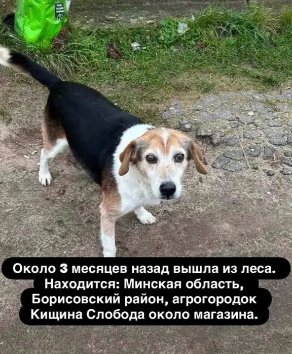 Найдена собака в Минске — Борисовский район, аг.Кищина, Слобода