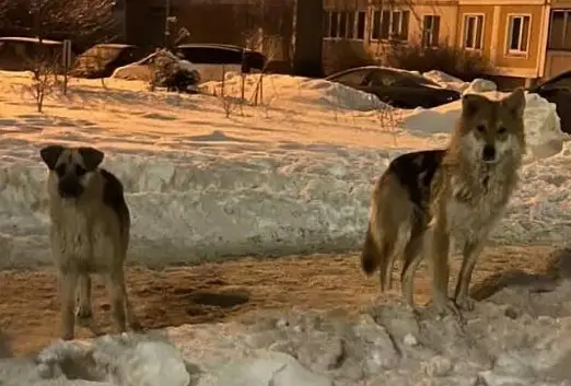 Найдена собака в Минске — Минск, Уручье