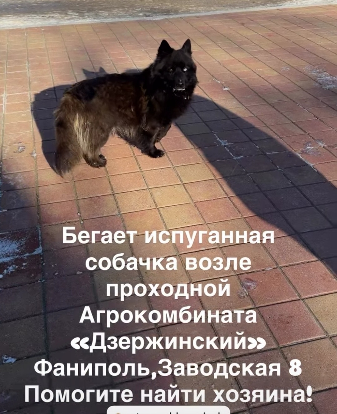 Найдена собака в Минске — Фаниполь