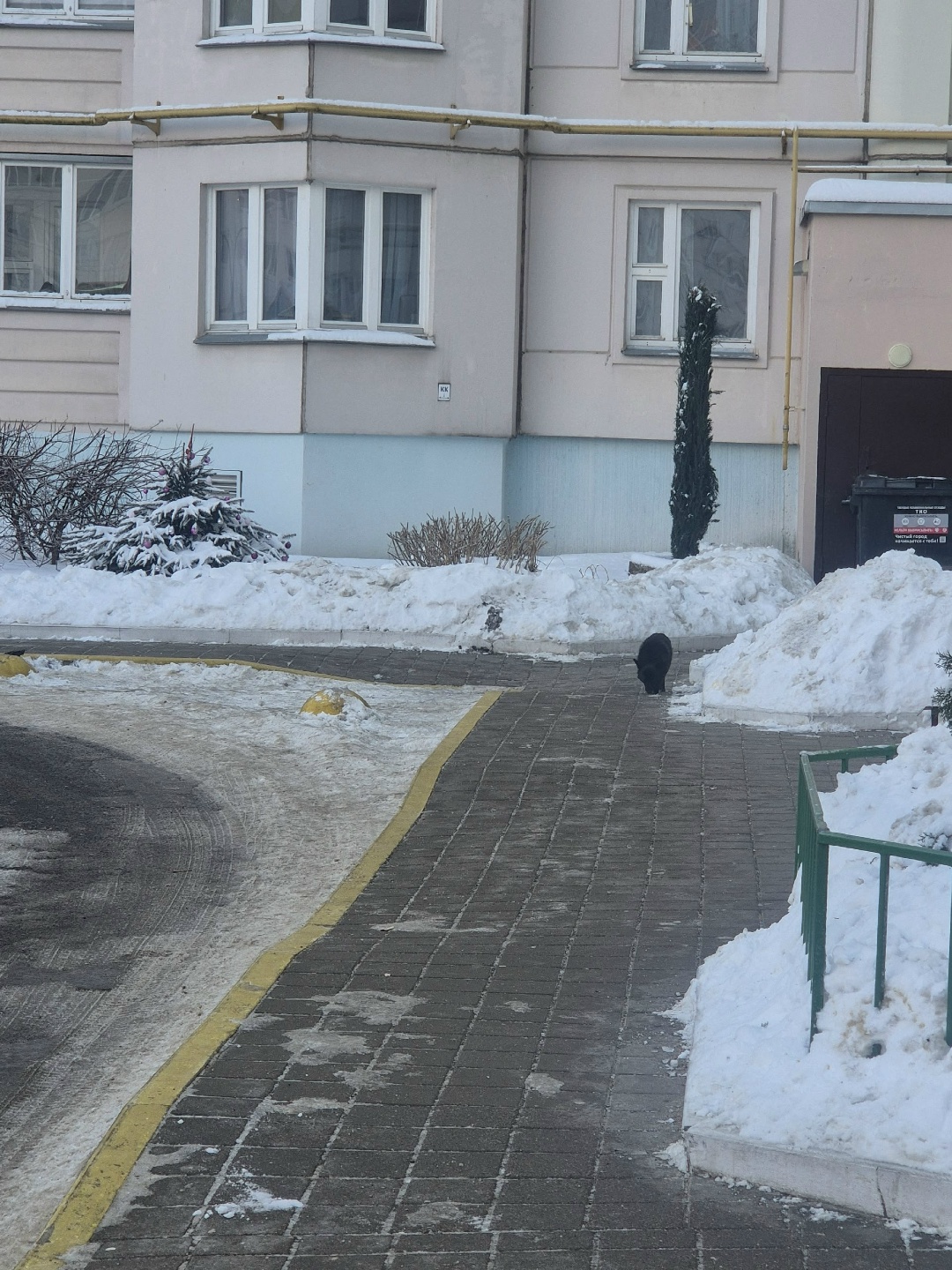 Пропала собака в Минске — в Лошице собачка ,черная ,пушистая,небольшая ,сидит в арке дома ,на.ул.Дроздрвича ,4.может кто в…